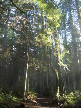 Grand Forest in the afternoon...