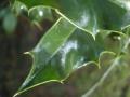 I've never seen a real holly bush before.