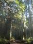 Grand Forest in the afternoon...