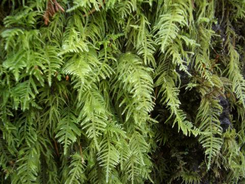 ubiquitous moss!