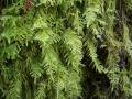 ubiquitous moss!
