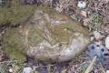 hmmm...what wild animal left a STOMACH on the trail?