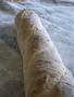 baguette with poolish 2