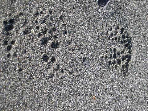little hiker footprints