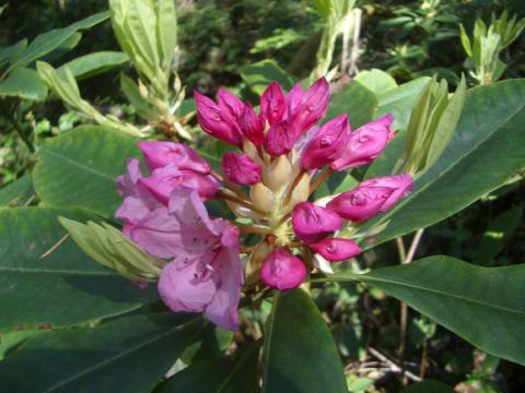 wild rhody in bloom on our hikes