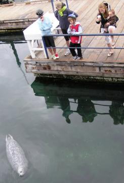 seals!