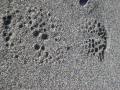 little hiker footprints