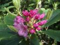 wild rhody in bloom on our hikes