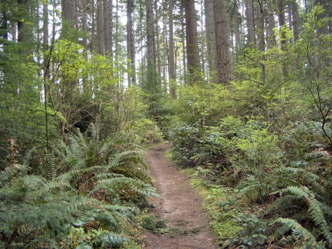 Grand Forest
