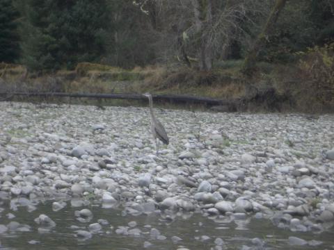 Mr. Heron came over to eat the leftovers...