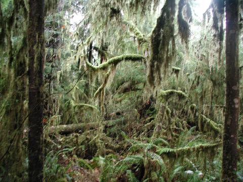 One more hike through the forest.