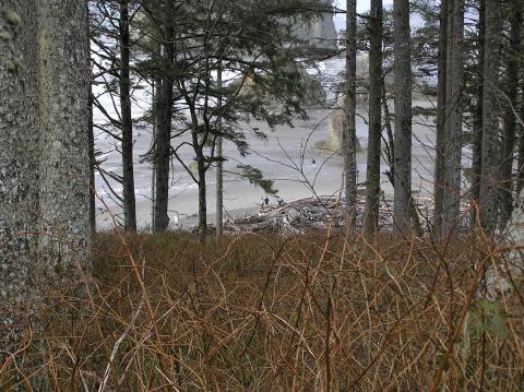OliShotsRubyBeach (64)