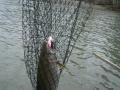Behind the scenes look at fishing...you may want to go quickly if you're squeamish...
