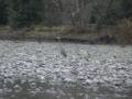 Mr. Heron came over to eat the leftovers...