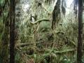 One more hike through the forest.
