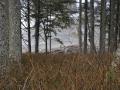 OliShotsRubyBeach (64)