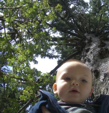 World's biggest spruce!