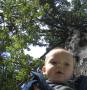 World's biggest spruce!